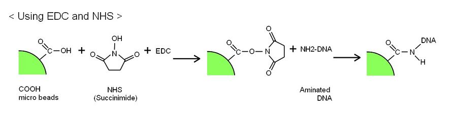 Figure1.the result of PAGE of φ200 nm polystyrene beads using NHS and EDC.