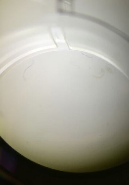 File:Development Monday .jpg