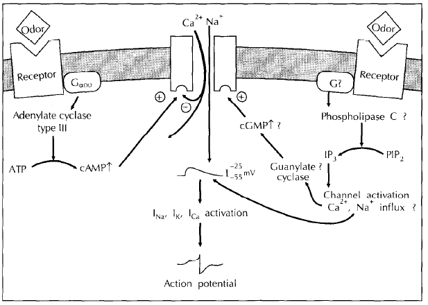 File:Activation pathway.bmp