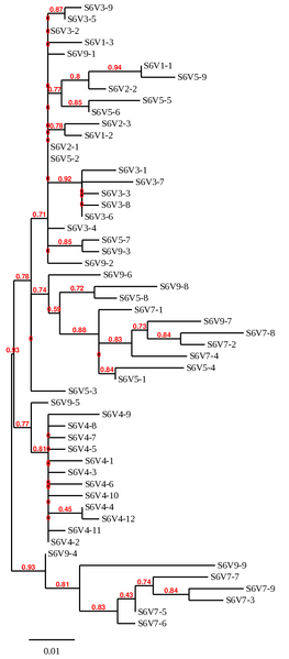 File:CDphylo treesub6.png