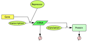 Repressed Gene Expression
