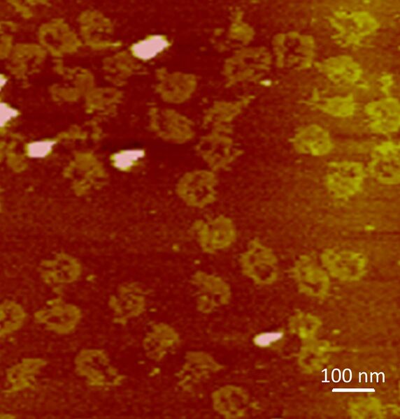 File:Cyclops AFM.jpg