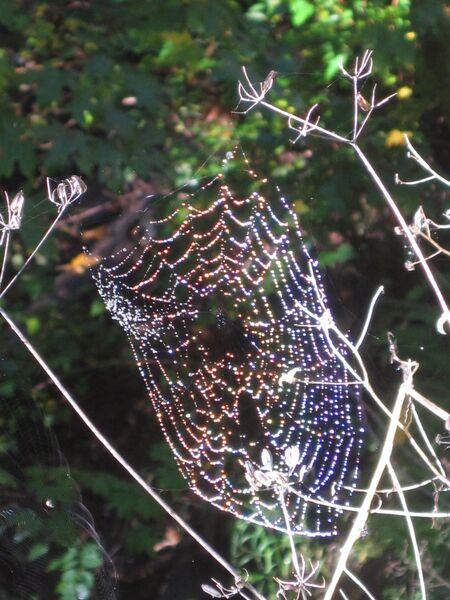 File:Early reflections.JPG