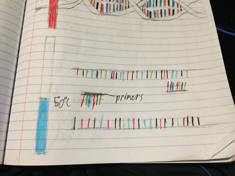 File:Group 3 DNA Picture 2.jpeg