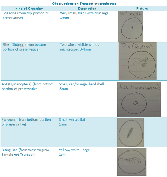 File:Inverterbrate Chart.png