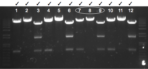 File:KAH 050610 gel1.tif