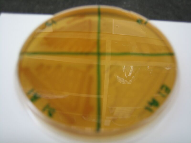 File:McConkey Plate 5.JPG