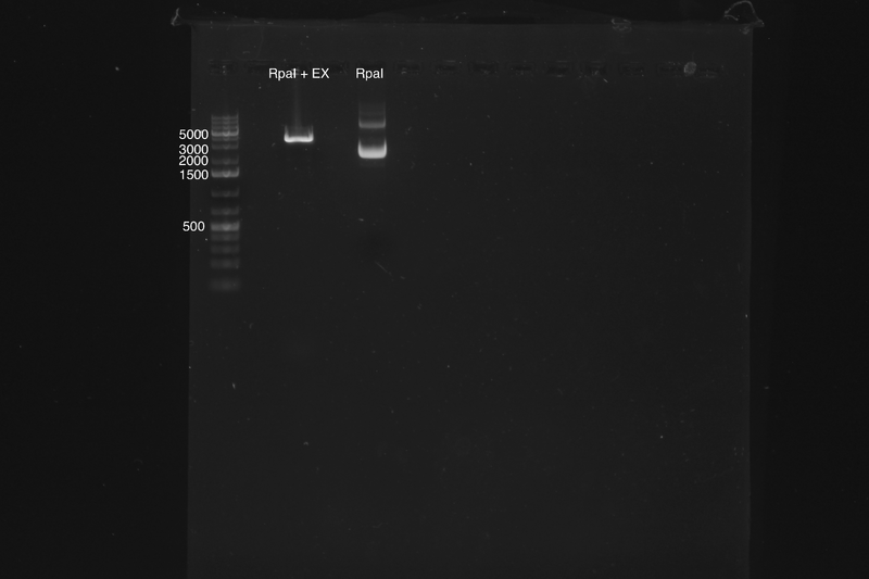 File:RpaI Gel Image New.tiff
