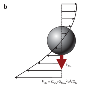 Figure 2. The Shear Lift Gradient Force [1]