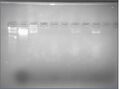 2% agarose, EtBr, 10mM MgCl2, 1hr @ 80V, BRIGHTER IMAGE