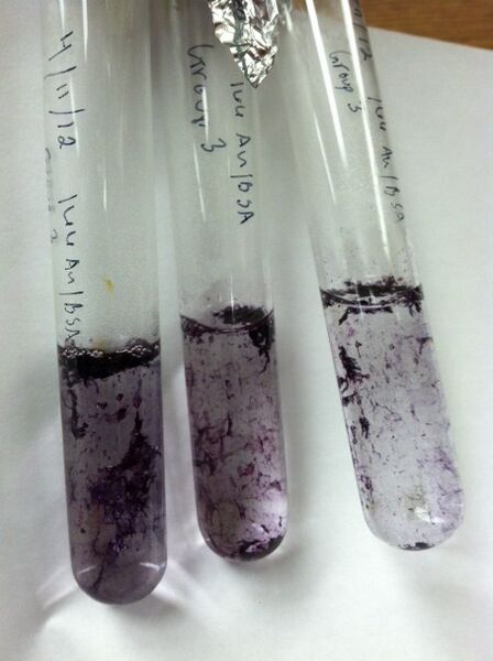 File:Aunp fiber solutions 4-11-12.JPG