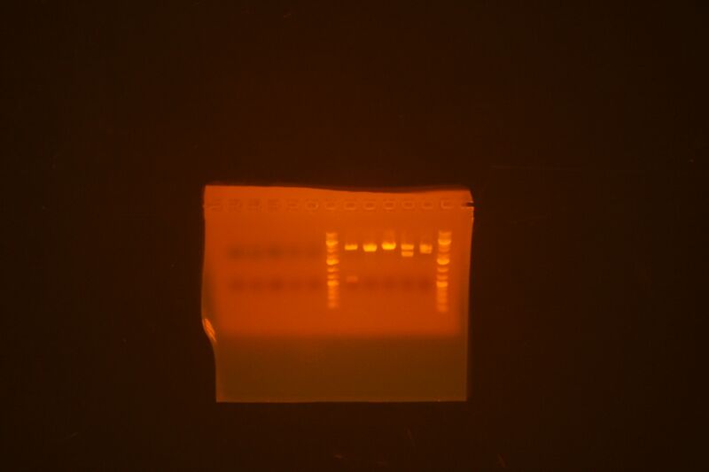 File:Eco Bam digest scfv leucine zipper parts strange DNA-less miniprep and miniprep sent for sequencing.jpg