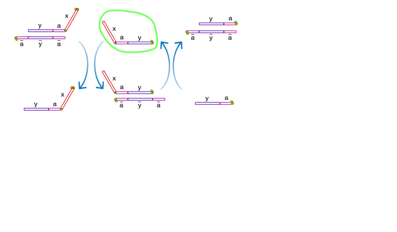 File:Figure EnzymeFree-04.png