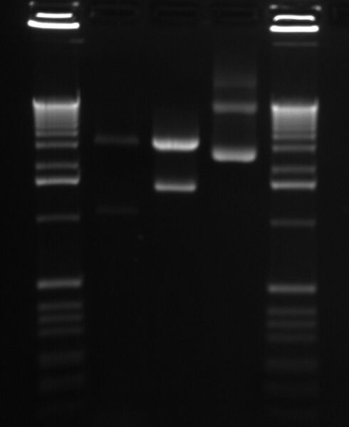 File:J45004 confirm2.jpg