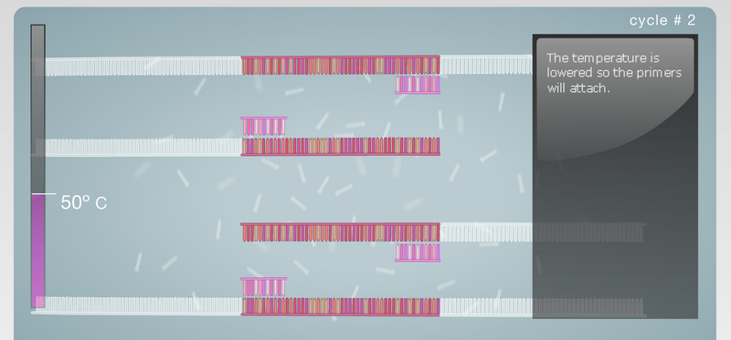 File:PCR Image13.png