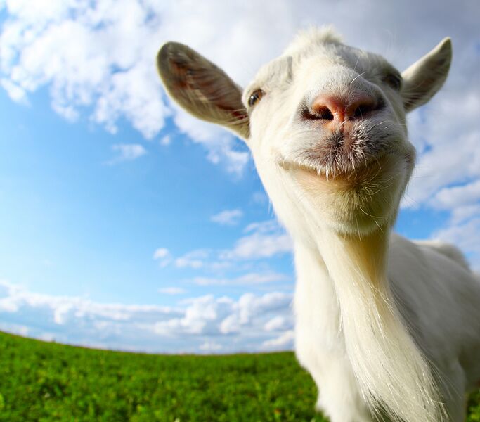 File:Bigstock-Funny-goat-s-portrait-on-a-gre-41216992.jpg