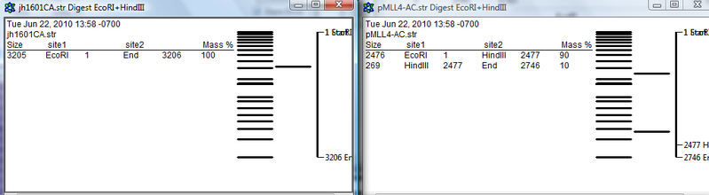 File:HindIII digest.png