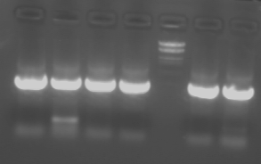 File:PKU 080602 AID-PCR.tif