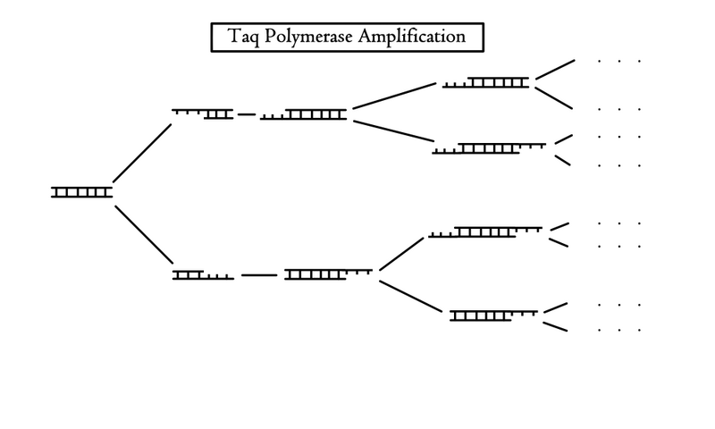 File:Taq Polymerase.png