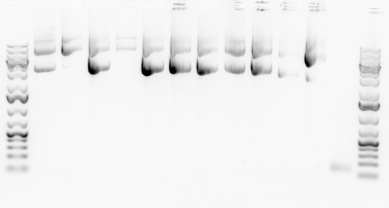 File:2016-01-07 gel.tif