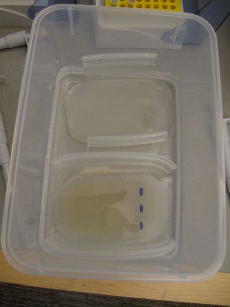 File:Build-a-gel 13.jpg