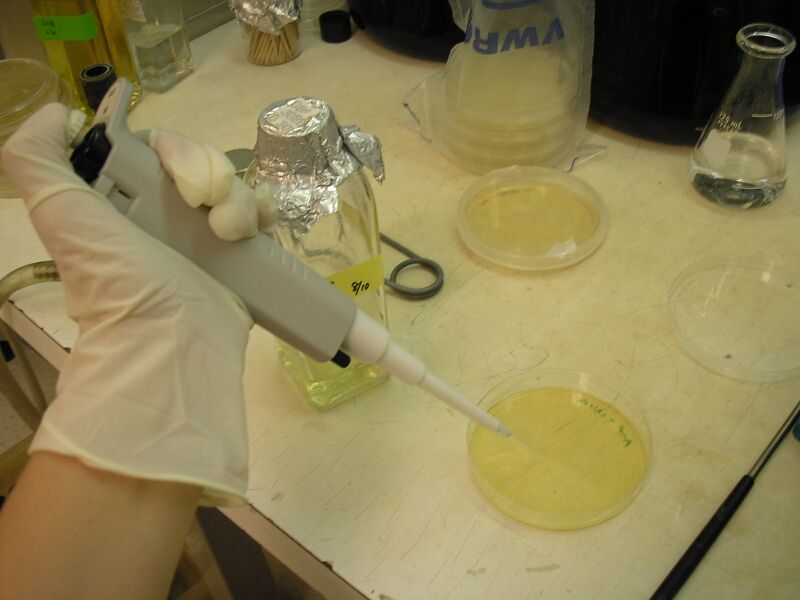 File:Colony selection.jpg