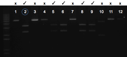 File:KAH 052511 gel1.tif