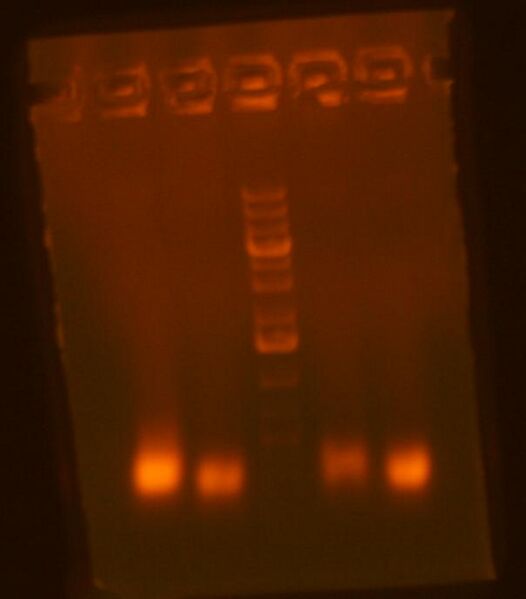 File:MV mv47 and mv48 PCRs.jpg