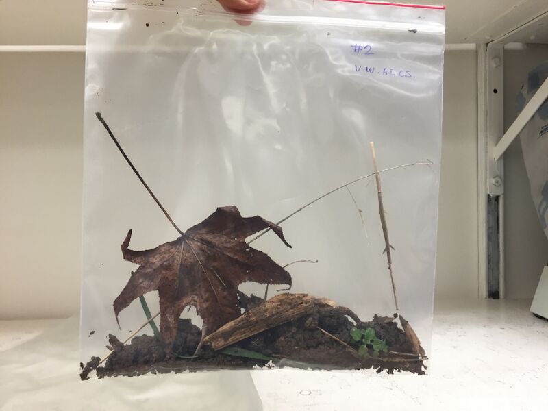 File:Sample for Hay Infusion.jpg