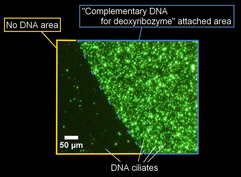 File:Tokyo gathering.jpg