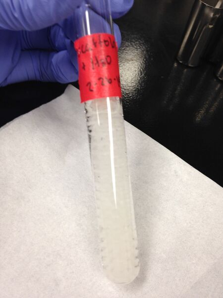 File:Water Scaffolds.jpg