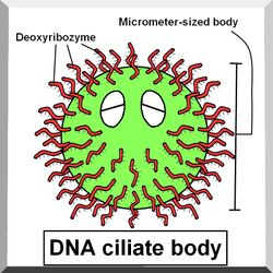 DNA ciliates'body
