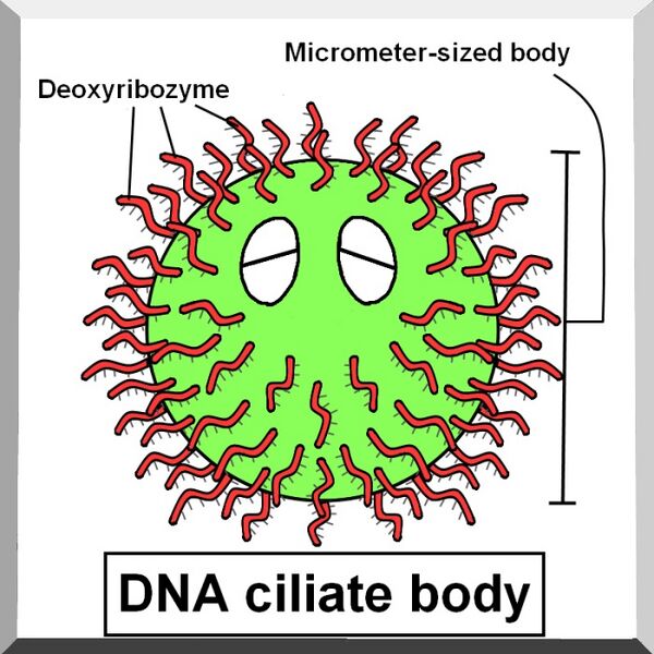 File:DNA ciliate body.jpg