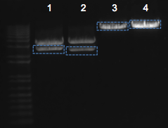 File:KAH 052511 gel2.tif