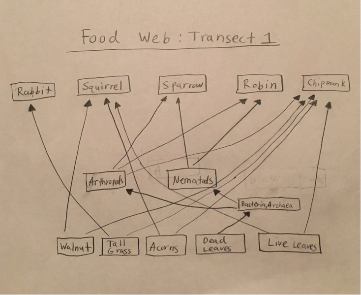 File:Maryam food web.png