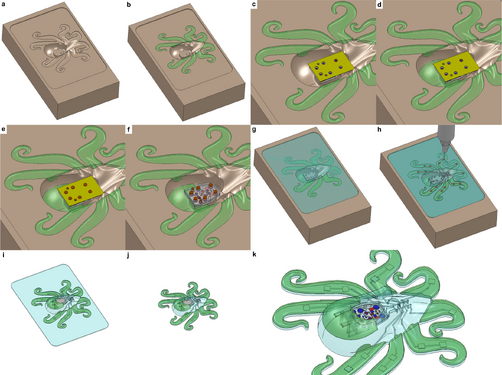 The 3-D printing process of the Octobot a-b The arms of the mold are filled with PDMS. c-f The soft controller is pre-made and placed into the mold, which is filled with matrix material. g-h The chambers and actuators are printed using EMB3-D. i-k The Octobot is then removed from the mold.[3].