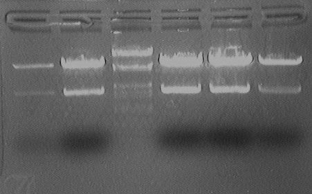 File:PKU 080513 pGREG504-cut.tif