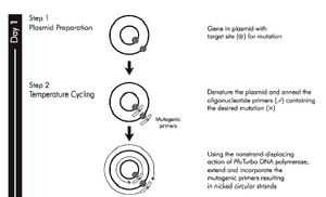 From Stratagene QuikChange Manual, Part 1