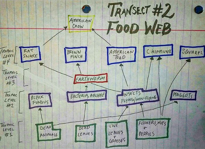 classification chart