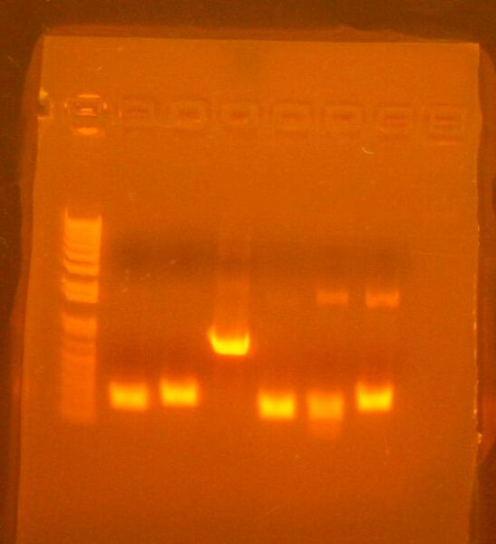 File:ColPCR basic parts 6-24-10 12 mins.jpg