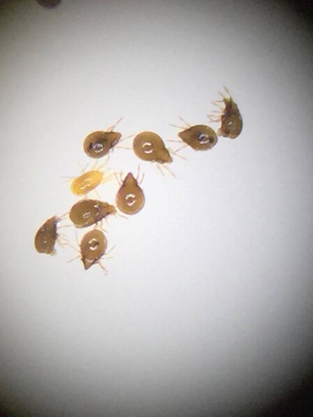 File:12698724 10208557973172483 1188578061 o.jpg