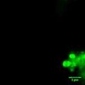Thumbnail for version as of 02:59, 27 October 2012