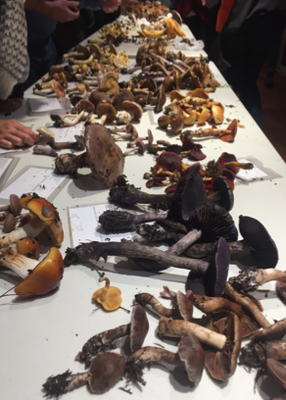 A table covered with mushrooms.