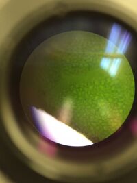 Picture of 4. through the microscope. Vascularization.