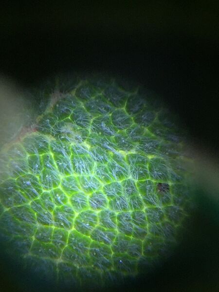 File:12-4 plant 3.jpg