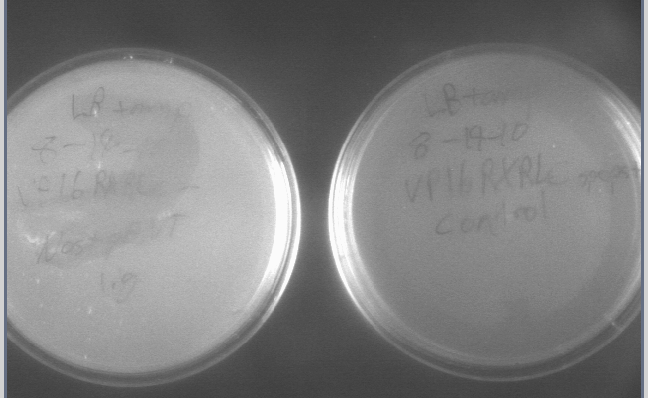 File:815 colonies 4.jpg