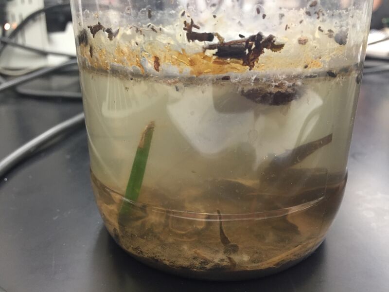 File:Hay infusion.JPG