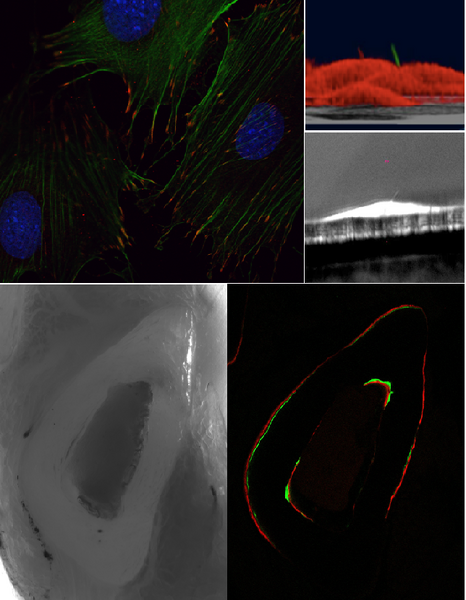 File:Lab pictures website.png