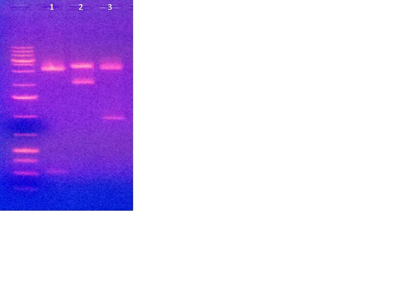 File:Plate pic DNA 3-8-2012.jpg