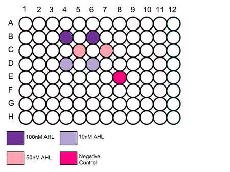 In vivo Testing 96 well plate